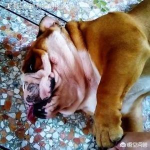 成都英斗犬:成都把中华田园犬列为22种禁养犬之一，你怎么看？
