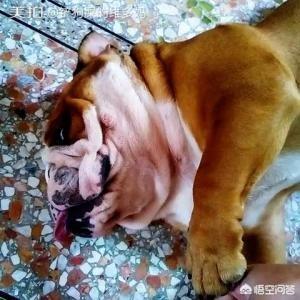 成都英斗犬:为什么养英国斗牛犬的人不多？ 成都法斗犬舍