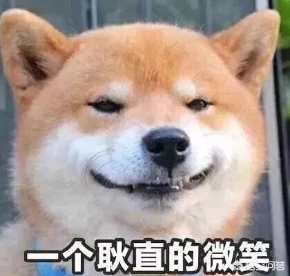 狗狗视频大全搞笑:狗年了，关于狗的搞笑段子有哪些？