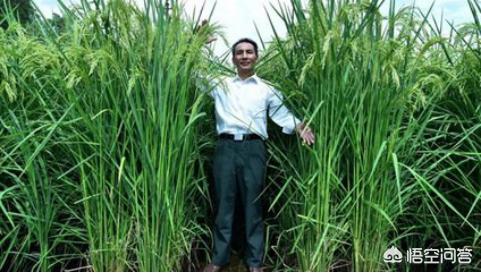 巨型水稻还得值得种植吗，利用海水种植巨型水稻，能解决我国的粮食问题吗