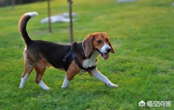 美国爱斯基摩犬价格:爱斯基摩犬阿拉斯加的区别 【狗年说狗】盘点历史上著名萌犬？