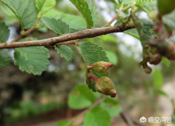 榆树叶子上有种包状物,老年人叫榆娃娃,剥开有白色绒毛和很多活的蚜虫。怎么形成的？