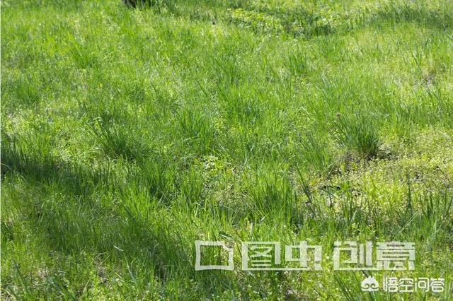 洛克王国鲁米:如果一个男人背叛了你，而你没有后路可退了，你该如何处理？