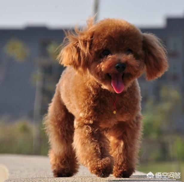 泰迪犬怎么训练:如何训练泰迪定点上厕所？