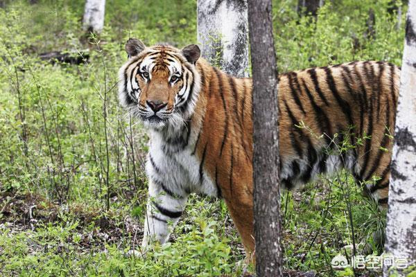 斑鬣狗属于猫科吗:斑鬣狗为什么是猫科动物 一只东北虎能够打败十只斑鬣狗吗？