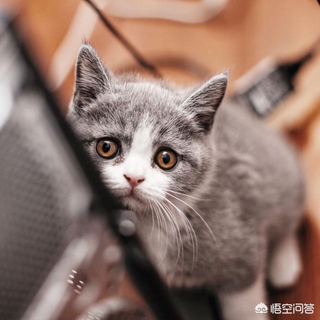 狗吃了松木猫砂怎么办:小猫喜欢玩猫砂，该怎么办？ 狗吃了很多猫砂怎么办