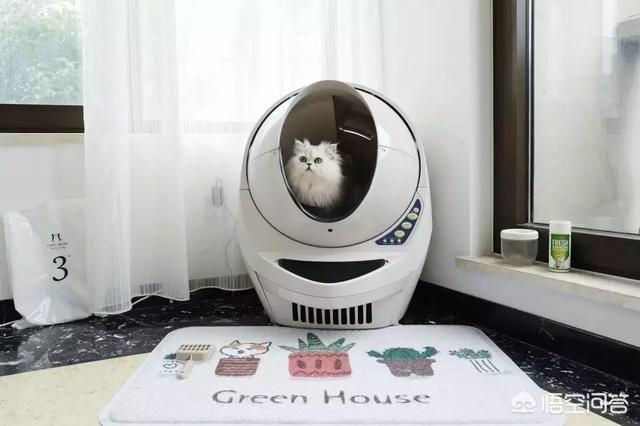 狗吃了松木猫砂怎么办:波斯猫吃猫砂咳嗽该怎么办？ 狗不小心吃了猫砂怎么办