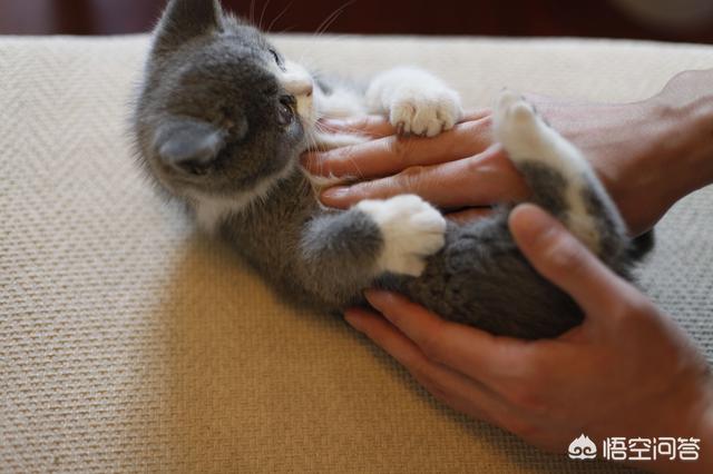 狗吃了松木猫砂怎么办:波斯猫吃猫砂咳嗽该怎么办？ 狗不小心吃了猫砂怎么办