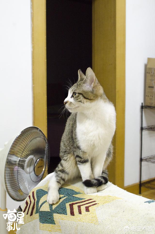 布娃娃猫:哪个品种的猫在颜值和好养程度上都比较高呢？