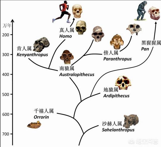 头条问答 - 人类是由什么动物进化而来,达尔文的进化论是否正确?
