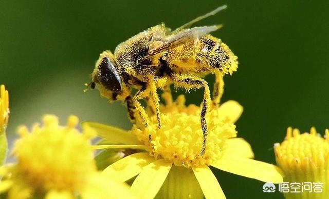 头条问答 花粉可以长期服用吗 7个回答