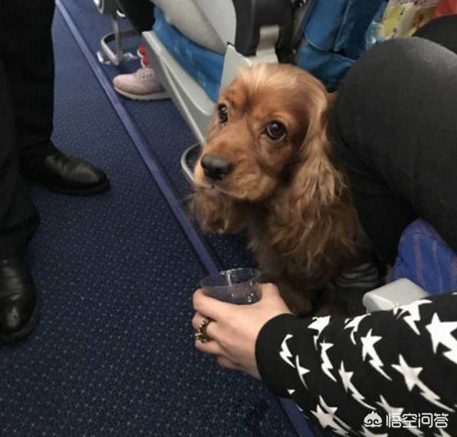 法斗犬能坐飞机吗:宠物也能跟主人一起乘飞机？