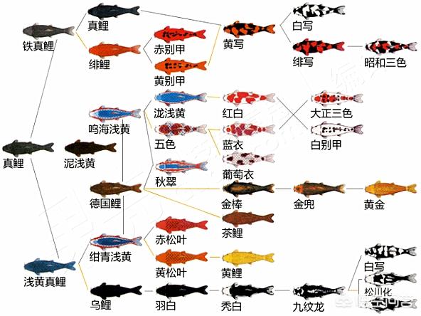 金鱼的故乡是中国还是日本:金鱼和锦鲤都是怎么驯化而来的？