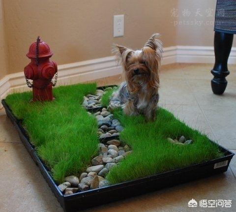 泰迪狗训练大小便:泰迪狗狗可以自己去卫生间吗？该怎么训练？