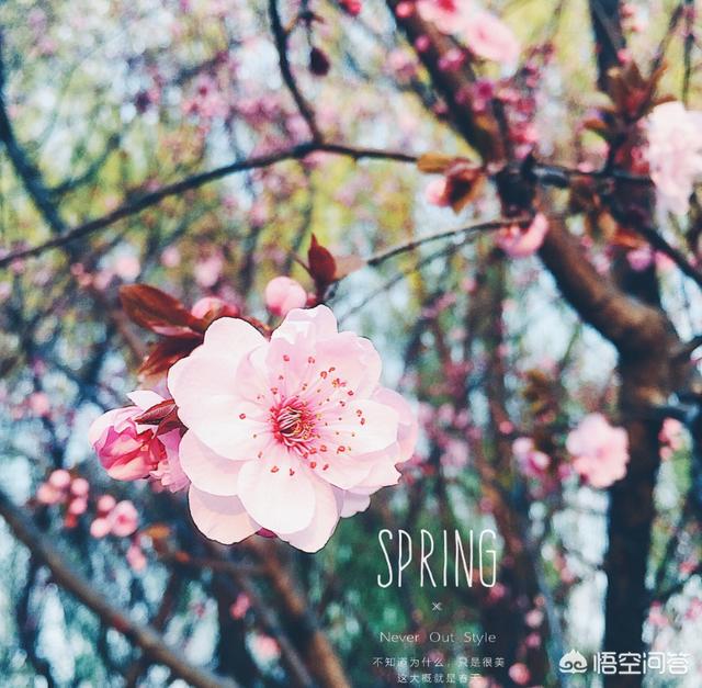 山石花图片,吸水石盆景如何种植植物？