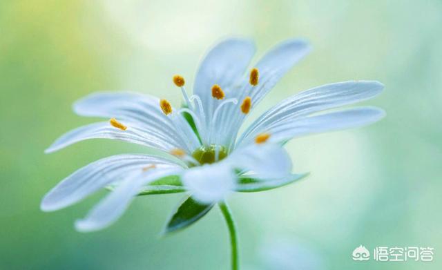 山石花图片,吸水石盆景如何种植植物？