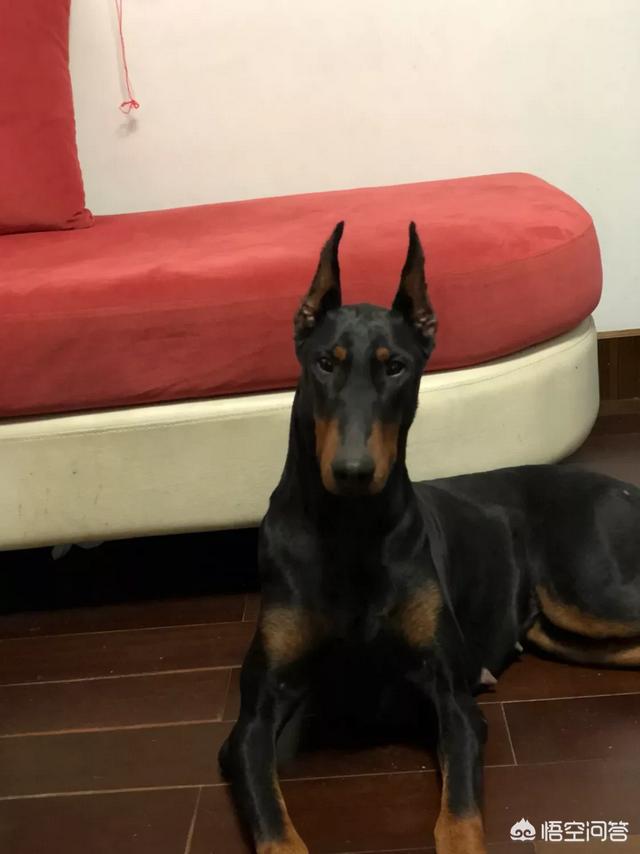 如何饲养杜宾犬？