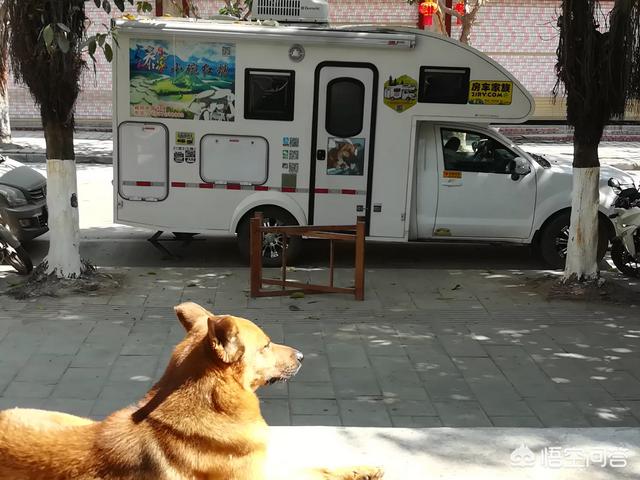 头条问答 如何带狗狗一起自驾游 训犬师祁玮的回答 0赞