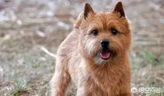 不掉毛的大型犬有哪些？