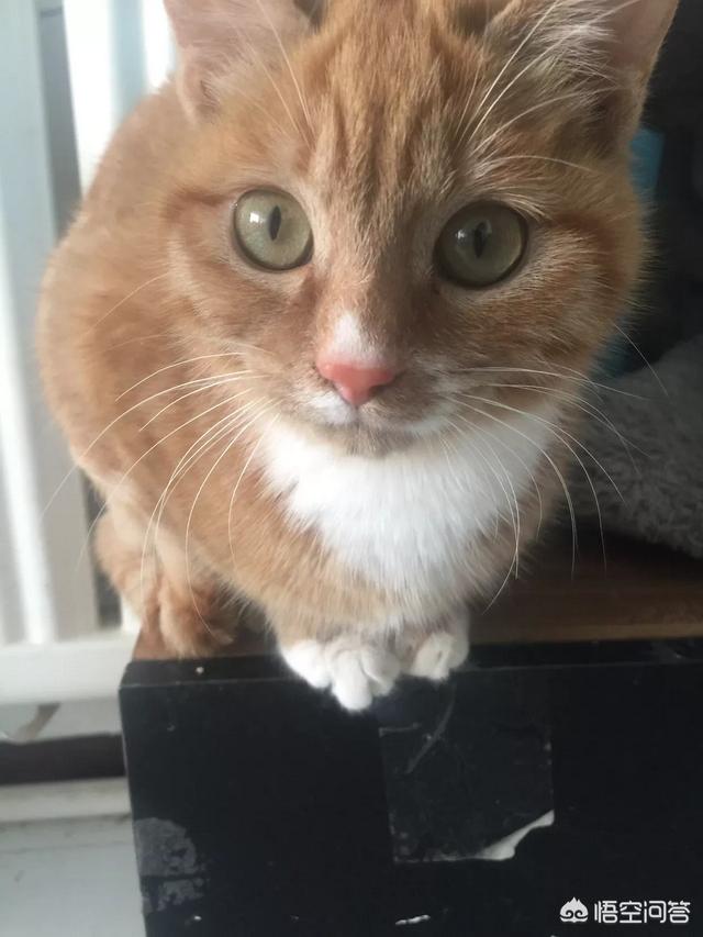 家里没有阳台养猫好吗:家里没有阳台，如何让猫晒太阳？