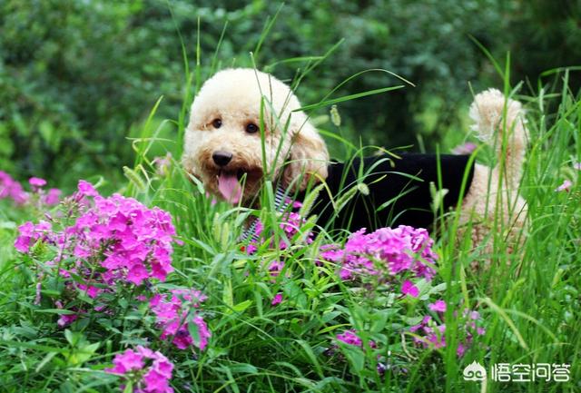 什么狗最好养:柯基犬好养还是泰迪好养？