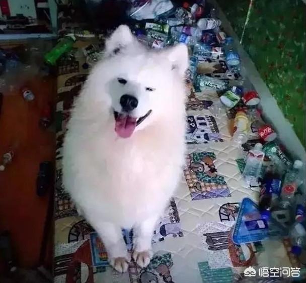 爱尔兰雪达犬吧:养萨摩耶是什么样的体验？