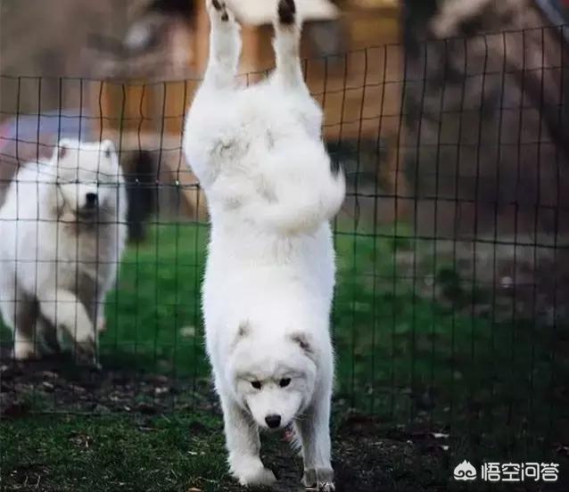 萨摩耶:养萨摩耶是什么样的体验？ 萨摩耶犬多少钱一只