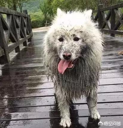 萨么耶狗:萨摩耶狗图片 萨摩耶一般一只多少钱？好不好养？网上哪里可以买？