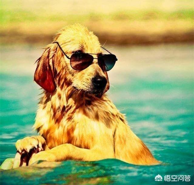 拉布拉多犬和金毛的图片:拉布拉多犬和金毛杂交品种图片 金毛，拉布拉多和哈士奇这三大无攻击性犬，你会选择哪个呢？