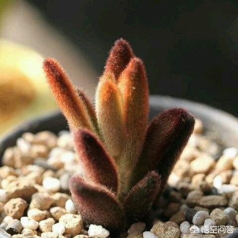 你认为哪一种多肉比较好养又有趣呢？