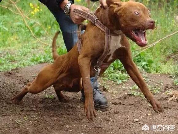 蜜獾与比特犬打架视频:如果蜜獾遇到了比特犬会怎样？