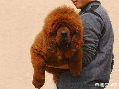 原生态藏獒的尾巴:藏獒为什么打不过平原的土狗？