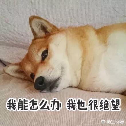 罗维纳犬画眉生头:现在的年轻人都养些什么宠物？