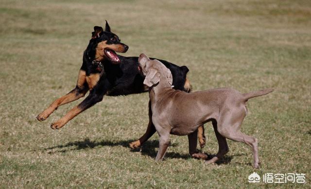 猛犬吧:猛犬吧视频 为什么很多人喜欢养猛犬？