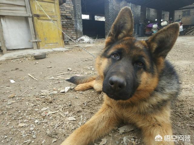 宠物去世后你会以何种方式处理呢？插图1