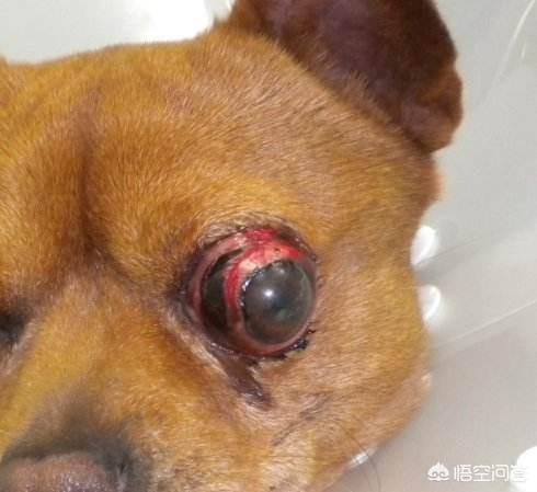 狗狗眼球被猫抓破了怎么办:狗狗打架时，被咬伤眼睛怎么办？