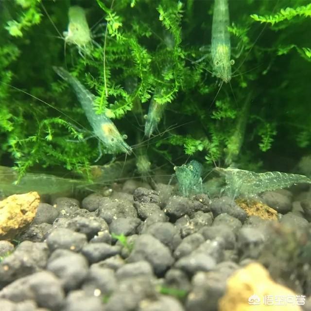 头条问答 - 如何简单快速的清理鱼缸中鱼的粪便?(元野自然的回答,0赞)