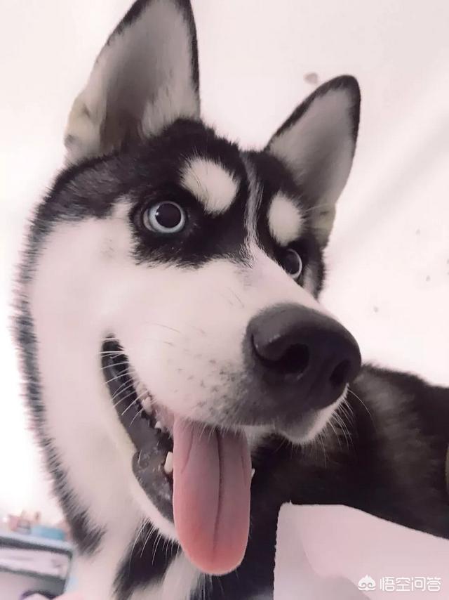 宠物去世后你会以何种方式处理呢？插图22