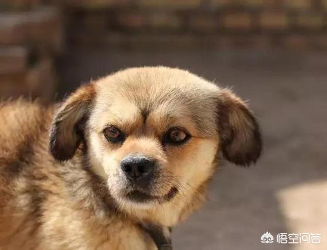 土狗大战杜高犬视频:广西土猎犬的战斗力怎么样？