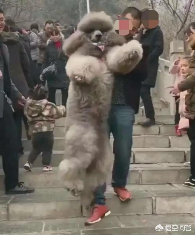 巨型泰迪:如何看待抱巨型泰迪下山？