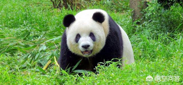 四川大熊猫栖息地:为什么国宝大熊猫只来自中国四川？
