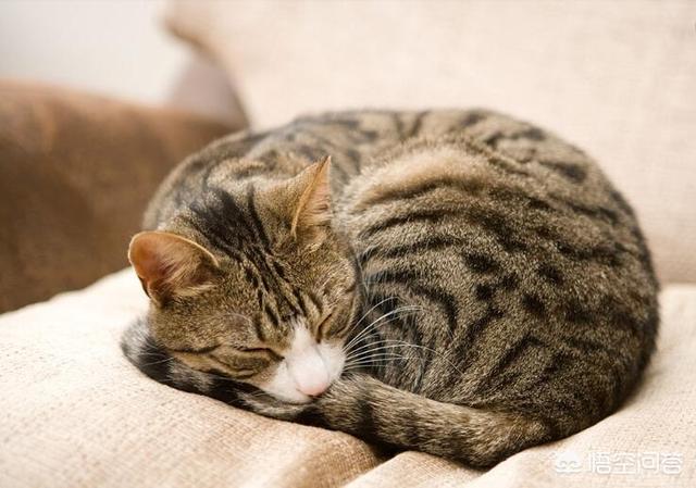 为什么晚上睡觉时猫咪总喜欢靠近自己的头，而且咕噜声还很大？插图55