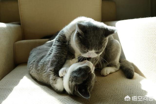 猫咪绝育:你们家没做绝育的猫过的怎么样？