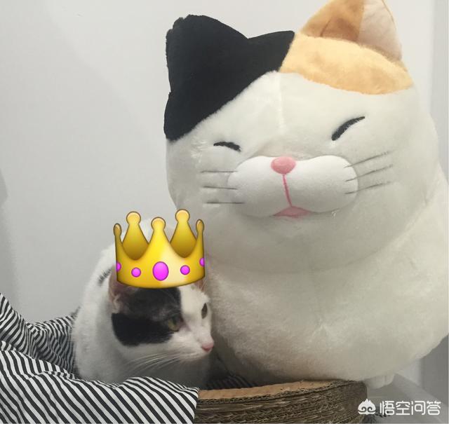 猫咪绝育:你们家没做绝育的猫过的怎么样？