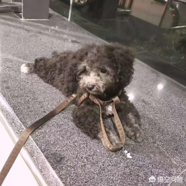 疯狗病:狗为什么会得狂犬病？是从那来的？ 疯狗病abo结局