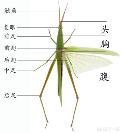 头条问答 在无脊椎动物中 昆虫属于哪一类动物 5个回答