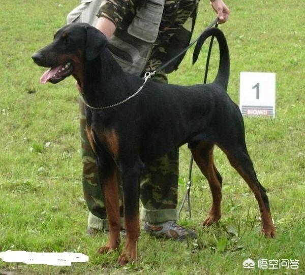 杜宾狗图像:2018年杜宾犬幼犬大概多少钱？有哪些购买渠道？ 杜宾犬图片