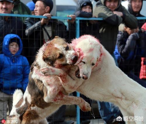 阿根廷杜高vs狮子:杜高犬和比特犬单挑，谁厉害？
