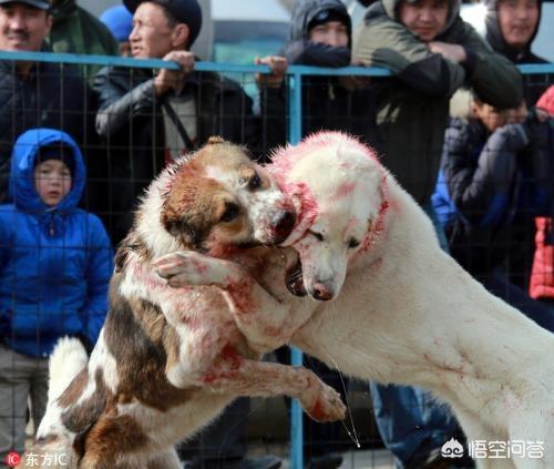 一度藏獒网优酷视频:在青藏高原什么狗可以和当地牧民的藏獒一较高下？