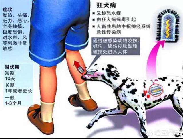 狂犬与蛮娇17-22:什么是紫癜，紫癜的病因是什么？ 狂犬与蛮娇30